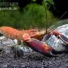 Roter Papuakrebs, Cherax Boesemani (Cherax Red Brick/ Red Chilli)