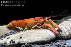 Roter Papuakrebs, Cherax Boesemani (Cherax Red Brick/ Red Chilli) 9 Roter Papuakrebs, Cherax Boesemani (Cherax Red Brick/ Red Chilli) -Tier Produkt Geschäft Roter Papuakrebs Cherax boesemani Cherax Red Brick 1