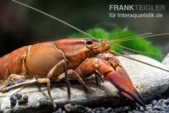 Roter Papuakrebs, Cherax Boesemani (Cherax Red Brick/ Red Chilli) 10 Roter Papuakrebs, Cherax Boesemani (Cherax Red Brick/ Red Chilli) -Tier Produkt Geschäft Roter Papuakrebs Cherax boesemani Cherax Red Brick 2