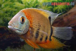 Rotkeil-Augenfleckbuntbarsch, Heros Efasciatus "Red Shoulder"