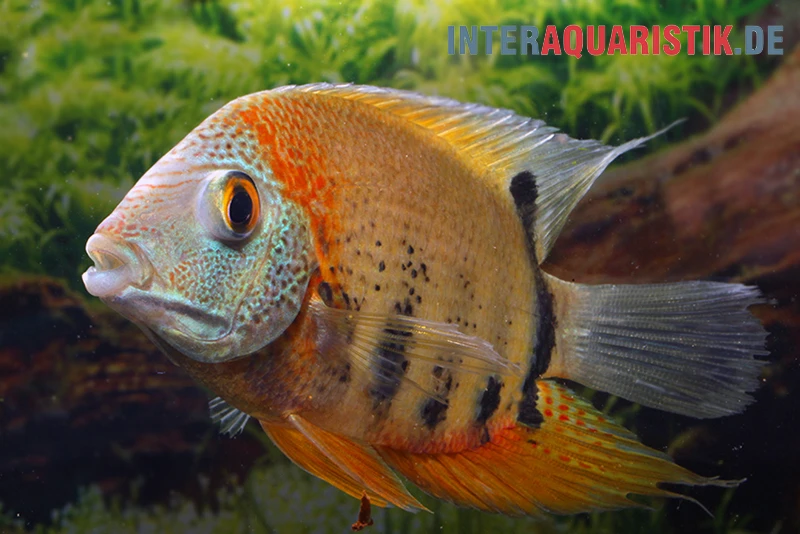 Rotkeil-Augenfleckbuntbarsch, Heros Efasciatus "Red Shoulder" 1 Rotkeil-Augenfleckbuntbarsch, Heros Efasciatus "Red Shoulder"