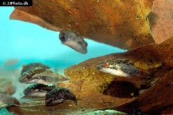 Kammkugelfisch, Carinotetraodon Irrubesco (Rotschwanzkugelfisch) -Tier Produkt Geschäft Rotschwanzkugelfisch Carinotetraodon irrubesco 2