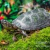 Rückenstreifen-Pelomedusenschildkröte, Pelusios Gabonensis