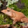 Salomonen-Zipfelfrosch, Ceratobatrachus Guentheri