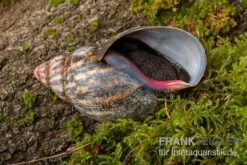 Samt-Achatschnecke, Archachatina Marginata Suturalis "Ikom" -Tier Produkt Geschäft Samt Achatschnecke Archachatina marginata suturalis Ikom 3