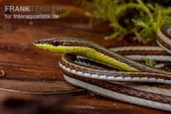 Sandrenn-Natter, Psammophis Elegans 5 Sandrenn-Natter, Psammophis Elegans -Tier Produkt Geschäft Sandrenn Natter Psammophis elegans 03