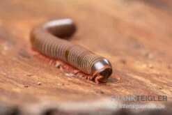 Satun-Tausendfüßer, Spirobolus Sp. "Satun" 5 Satun-Tausendfüßer, Spirobolus Sp. "Satun" -Tier Produkt Geschäft Satun Tausendfuesser Spirobolus sp Satun 3