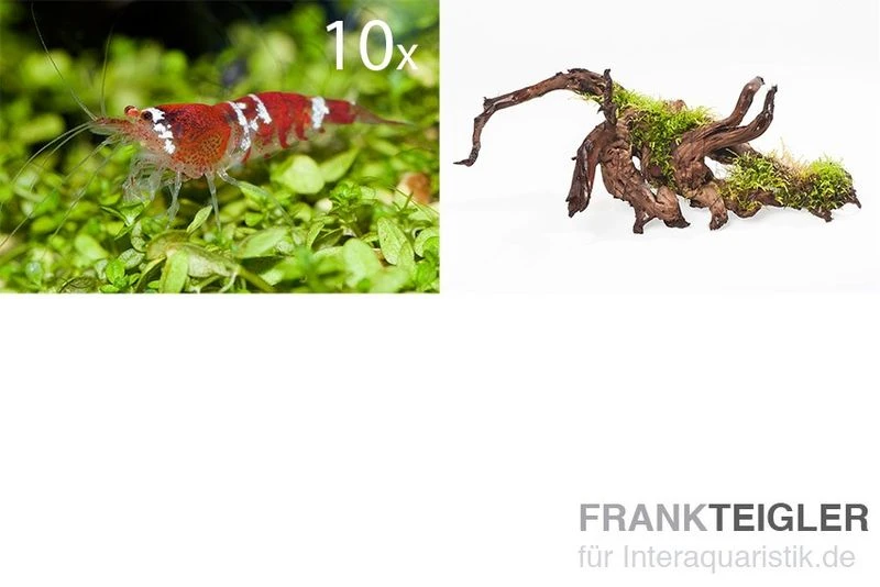 Bundle Scaper Truppe: 10 X Crystal Red Garnele + Mangrovenwurzel Mit Moos 2 Bundle Scaper Truppe: 10 X Crystal Red Garnele + Mangrovenwurzel Mit Moos – Bild 2