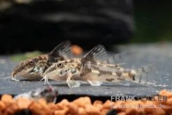 Schabracken-Panzerwels, Scleromystax Barbatus -Tier Produkt Geschäft Schabrackenpanzerwels Scleromystax barbatus 1