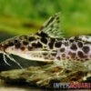 Scherenschwanz-Fiederbartwels, Synodontis Soloni