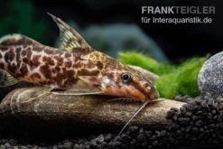 Scherenschwanz-Fiederbartwels, Synodontis Soloni -Tier Produkt Geschäft Scherenschwanz Fiederbartwels Synodontis soloni 3 jpg