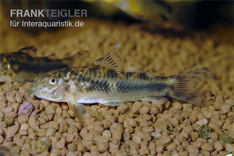 Schmerlenpanzerwels, Aspidoras Sp. C125, DNZ 1 Schmerlenpanzerwels, Aspidoras Sp. C125, DNZ