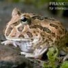 Schoko-Pacman-Frog, Ceratophrys Cranwelli Chocolate