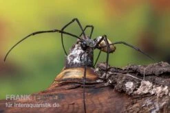 Schwarze Seidenspinne, Nephila Kuhlii -Tier Produkt Geschäft Schwarze Seidenspinne Nephila kuhlii 3