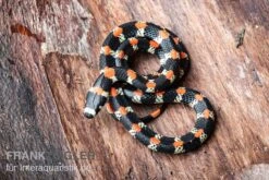 Schwarzgebänderte Wühltrugnatter, Scolecophis Atrocinctus -Tier Produkt Geschäft Schwarzgebaenderte Wuehltrugnatter Scolecophis atrocinctus 3