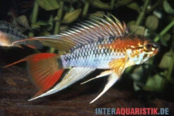 Schwarzkehl-Zwergbuntbarsch, Apistogramma Viejita, Paarweise