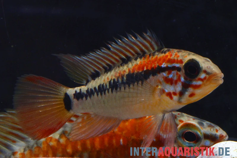 Schwarzkehl-Zwergbuntbarsch, Apistogramma Viejita, Paarweise 2 Schwarzkehl-Zwergbuntbarsch, Apistogramma Viejita, Paarweise – Bild 2