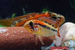 Schwarzkehl-Zwergbuntbarsch, Apistogramma Viejita, Paarweise 6 Schwarzkehl-Zwergbuntbarsch, Apistogramma Viejita, Paarweise -Tier Produkt Geschäft Schwarzkehl Zwergbuntbarsch Apistogramma viejita 3