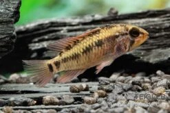 Schwarzkehlbuntbarsch Variante II, Apistogramma Sp. Viejita II, Paarweise -Tier Produkt Geschäft Schwarzkehlbuntbarsch Variante II Apistogramma sp viejita II paarweise 3