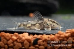 Schabracken-Panzerwels, Scleromystax Barbatus -Tier Produkt Geschäft Scleromystax barbatus 8