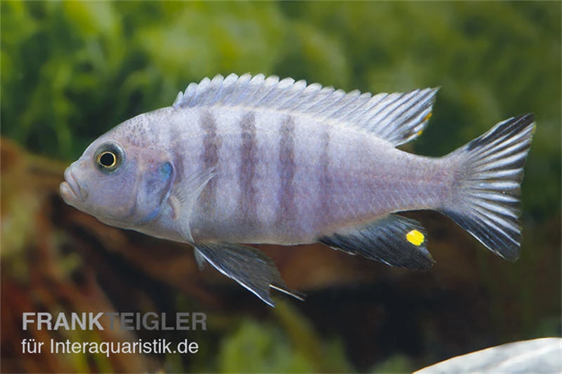 Sechsstreifen-Tilapia Weiss, Cynotilapia Afra Weiss 1 Sechsstreifen-Tilapia Weiss, Cynotilapia Afra Weiss
