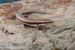 Senegal Mabuya, Trachylepis Affinis -Tier Produkt Geschäft Senegal Mabuya Trachylepis affinis 1