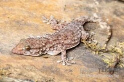 Sierra Leone Mauergecko, Tarentola Parvicarinata