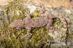 Sierra Leone Mauergecko, Tarentola Parvicarinata -Tier Produkt Geschäft Sierra Leone Mauergecko Tarentola parvicarinata 3