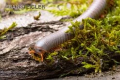 Silberner Tausendfüßer, Aulacobolus Unicatus "Silver" 5 Silberner Tausendfüßer, Aulacobolus Unicatus "Silver" -Tier Produkt Geschäft Silberner Tausendfuesser Aulacobolus unicatus Silver 3