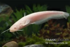 Goldener Flusswels, Silurus Glanis Gold (Kaltwasser) 6 Goldener Flusswels, Silurus Glanis Gold (Kaltwasser) -Tier Produkt Geschäft Silurus glanis flusswels 1