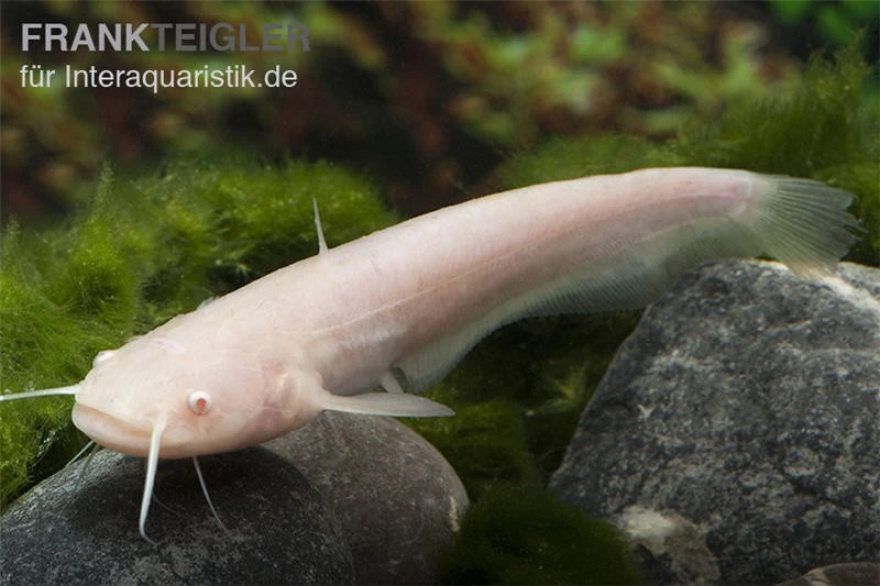 Goldener Flusswels, Silurus Glanis Gold (Kaltwasser) 4 Goldener Flusswels, Silurus Glanis Gold (Kaltwasser) – Bild 4