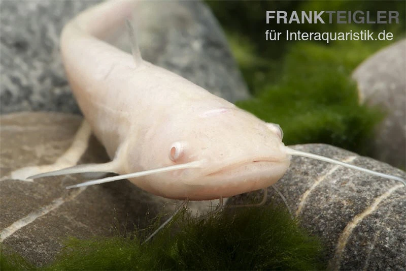 Goldener Flusswels, Silurus Glanis Gold (Kaltwasser) 2 Goldener Flusswels, Silurus Glanis Gold (Kaltwasser) – Bild 2