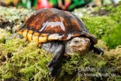 Skorpions-Klappschildkröte, Kinosternon Scorpioides 5 Skorpions-Klappschildkröte, Kinosternon Scorpioides -Tier Produkt Geschäft Skorpions Klappschildkroete Kinosternon scorpioides 3