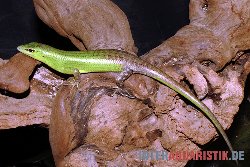 Smaragdgrüner Glanzskink, Lamprolepis Smaragdina 1 Smaragdgrüner Glanzskink, Lamprolepis Smaragdina