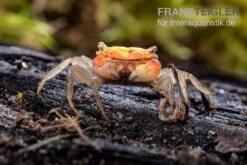 Smaragdkrabbe, Metasesarma Spec. "Green Emerald" (Emerald Crab) -Tier Produkt Geschäft Smaragdkrabbe Metasesarma spec Green Emerald 6 jpg