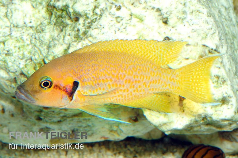 Sonnenblumen Feenbarsch, Neolamprologus Helanthius, DNZ 1 Sonnenblumen Feenbarsch, Neolamprologus Helanthius, DNZ