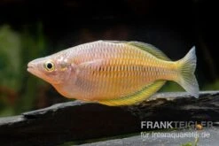 Sorong-Regenbogenfisch, Melanotaenia Fredericki Wild, 5 Tiere -Tier Produkt Geschäft Sorong Regenbogenfisch Melanotaenia fredericki Wild
