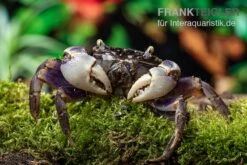 Spider Crab Sp. Blue, Neosarmatium Rotundifrons -Tier Produkt Geschäft Spider Crab Blue 9