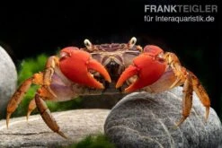 Spider Crab Sp. Extreme Red, Neosarmatium Cf. Meinerti -Tier Produkt Geschäft Spider Crab Red 14