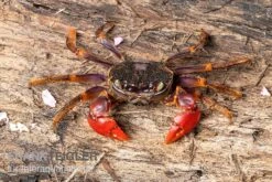 Spider Crab Sp. Extreme Red, Neosarmatium Cf. Meinerti -Tier Produkt Geschäft Spider Crab Red 3