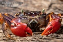 Spider Crab Sp. Extreme Red, Neosarmatium Cf. Meinerti -Tier Produkt Geschäft Spider Crab Red 7