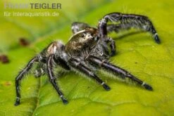 Springspinne, Hyllus Diardi -Tier Produkt Geschäft Springspinne Hyllus diardi 5