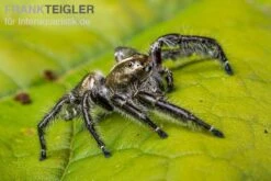 Springspinne, Hyllus Diardi -Tier Produkt Geschäft Springspinne Hyllus diardi 6