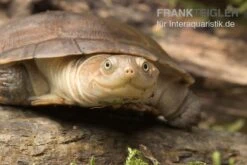 Starrbrust-Pelomeduse, Pelomedusa Subrufa -Tier Produkt Geschäft Starrbrust Pelomeduse Pelomedusa subrufa 3