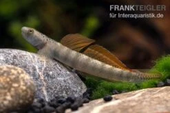 Orangeflossen-Grundel, Stiphodon Maculidorsalis, 1 Paar -Tier Produkt Geschäft Stiphodon maculidorsalis 7