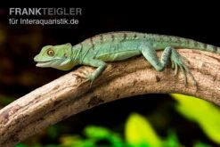 Stirnlappenbasilisk, Basiliscus Plumifrons -Tier Produkt Geschäft Stirnlappenbasilisk Basiliscus plumifrons 3