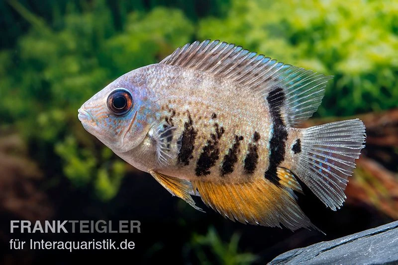 Streifen-Augenfleckbuntbarsch, Heros Notatus 1 Streifen-Augenfleckbuntbarsch, Heros Notatus