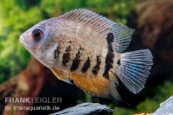 Streifen-Augenfleckbuntbarsch, Heros Notatus 7 Streifen-Augenfleckbuntbarsch, Heros Notatus -Tier Produkt Geschäft Streifen Augenfleckbuntbarsch Heros notatus 3