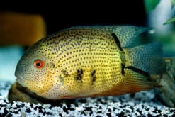 Streifen-Augenfleckbuntbarsch, Heros Notatus 6 Streifen-Augenfleckbuntbarsch, Heros Notatus -Tier Produkt Geschäft Streifen Augenfleckbuntbarsch Heros notatus neu