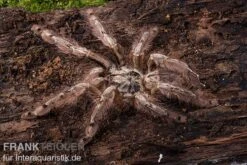 Leopardvogelspinne, Stromatopelma Calceatum XL -Tier Produkt Geschäft Stromatopelma calceatum 1